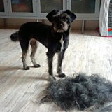 Foto van Ciska en Spanjaardje Moh (Bambi r.i.p.)