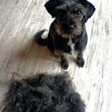 Foto van Ciska en Spanjaardje Moh (Bambi r.i.p.)