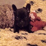 Laatste week bij mama.. Volgende week naar mijn nieuwe baasjes!