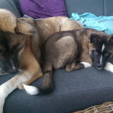 Foto van Jackie en Kiba:)