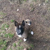 Foto van Jackie en Kiba:)