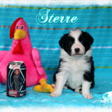 Foto van Shauni  *Sky~Jinx~Sansa~Hypno*
