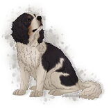 Daisy de King Charles Spaniel