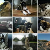 Foto van Jackie en Kiba:)