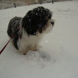 Alweer sneeuw! 6-1-2010