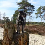 Foto van Ciska en Spanjaardje Moh (Bambi r.i.p.)