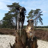 Foto van Ciska en Spanjaardje Moh (Bambi r.i.p.)