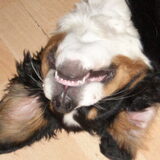 Foto van Lisa & doggs