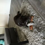 Foto van Melissa