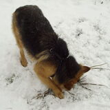 Rosie heeft het reuze naar d'r zin in de sneeuw...