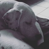 Bono ( 7 maand)