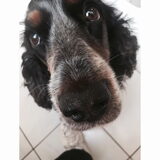 Harley (5 jaar)