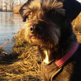 Foto van Ciska en Spanjaardje Moh (Bambi r.i.p.)
