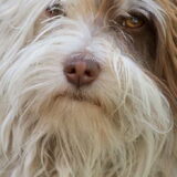 Een close-up van Toby (niet gekamd en niet zo heel wit :P Maar ja, dat…