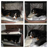 Foto van Rachelle & Hummie