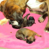 Twee wolkjes van pups