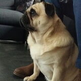Foto van Lenny