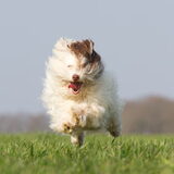 Free as a bird :)