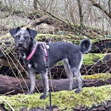Foto van Ciska en Spanjaardje Moh (Bambi r.i.p.)