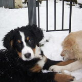 Foto van Lisa & doggs