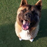Foto van Jackie en Kiba:)