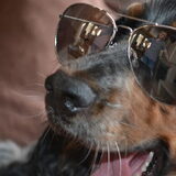 Foto van Sharon, Harley & Bono