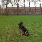 Foto van thebarkingstars