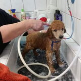 Foto van Inge, baasje van Gina, Flynn en Wobbe
