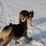 Foto van Inge & Danger