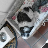 Dit is onze Lucky .Hier doet hij net of hij zo rustig is ..Maar o wee…