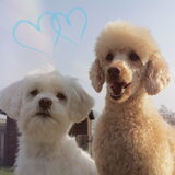Foto van Inge, baasje van Gina, Flynn en Wobbe
