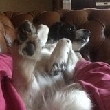 Foto van thebarkingstars