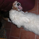 Lucas en pup Makacs spelen