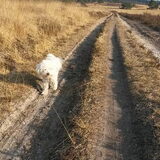 Foto van sylvia