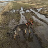 Foto van amster