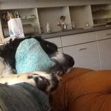 Foto van thebarkingstars