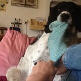 Foto van thebarkingstars