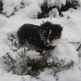 Wandelen in de heide, heel mijn pootjes zitten in de sneeuw ...