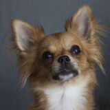 Foto van Lisa; Bobbie, Bentley & Lilly