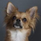 Foto van Lisa; Bobbie, Bentley & Lilly