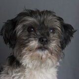 Foto van Lisa; Bobbie, Bentley & Lilly