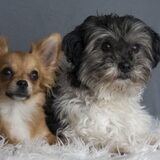 Foto van Lisa; Bobbie, Bentley & Lilly