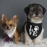 Foto van Lisa; Bobbie, Bentley & Lilly