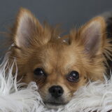 Foto van Lisa; Bobbie, Bentley & Lilly