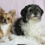 Foto van Lisa; Bobbie, Bentley & Lilly