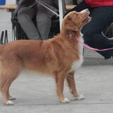 Foto van Sigrid, Sandy, Diva & Nala