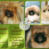 Foto van Pekingees Schumi