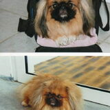 Foto van Pekingees Schumi