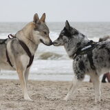 Foto van Angelique; Bruno, Charlie & Fenna