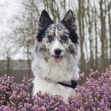 Foto van Angelique; Bruno, Charlie & Fenna
